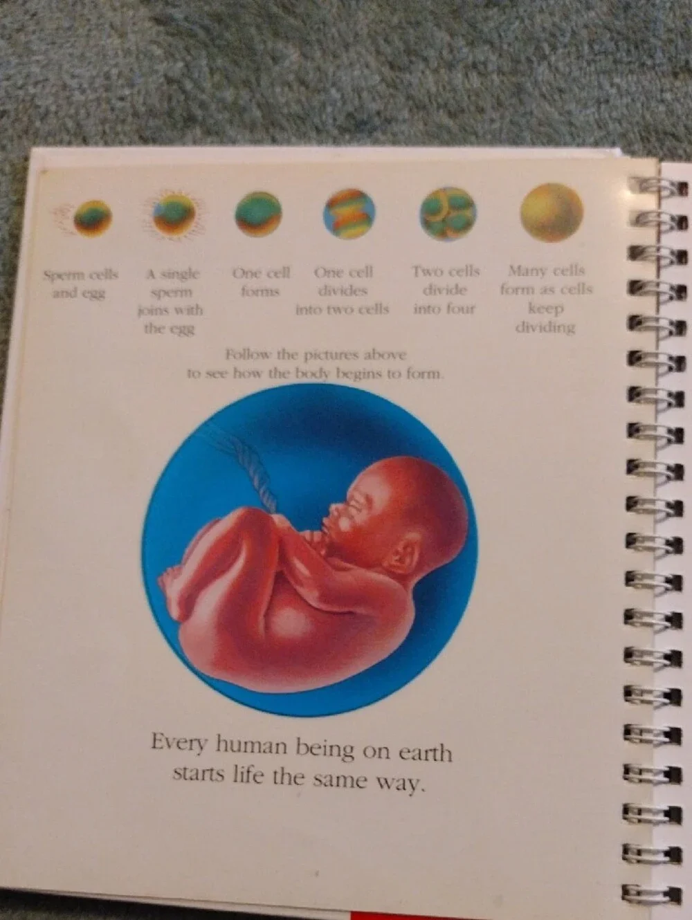 3/$15 - The Human Body